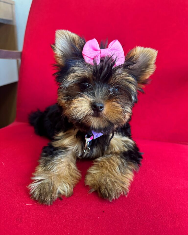 Teacup Yorkie Puppies For Sale