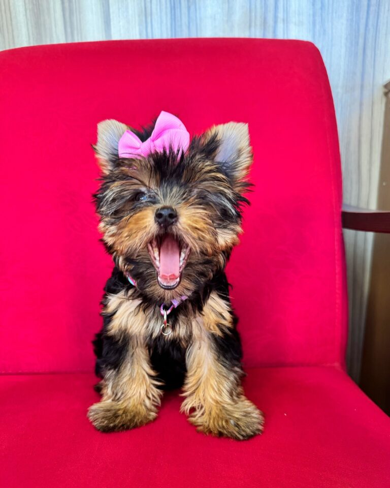 Teacup Yorkie Puppies For Sale
